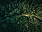 aerial shot of road surrounded by green trees