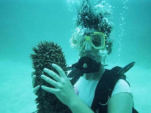 海参