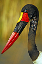 Saddle-Billed Stork by Macdaza on Flickr.