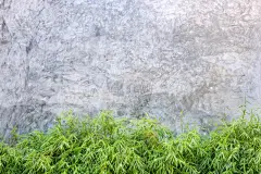 竹,背景聚焦,围墙,水泥,水平画幅,建筑,木制,无人,装饰物,生长