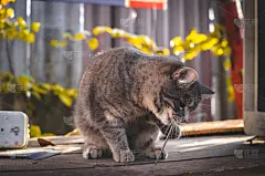 一只灰色虎斑猫像花栗鼠一样滑稽地站在那里，人们用它的爪子抓着什么东西玩，表情包