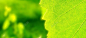 夏季绿色背景高清素材 夏季 绿色 背景 背景 设计图片 免费下载