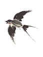 中国风古风水彩手绘燕子鸟透明免抠PNG图案 PS合成设计素材 (101)