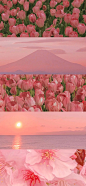 鲜花赠美人（郁金香）