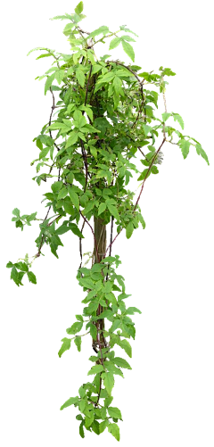 景观设计_方遇采集到藤本植物PNG