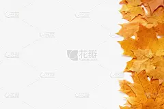 白色背景上的秋日枫叶横幅。秋季海报设计与文字的地方