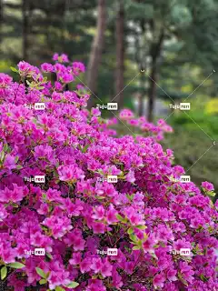 映山红 花朵 植物 花瓣 盛开 花壁纸 花园 美丽的花朵 植物群