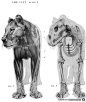动物解剖 结构图 资料 | CCIUP