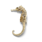 超高清 海星 海螺 贝壳 珊瑚 海马等 航洋生物主题 png元素 seahorse-2