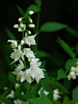 uyamt:

姫卯木（ひめうつぎ）

Deutzia gracilis