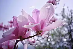 花 花壁纸 植物 花卉背景 美丽的花朵 玉兰 大自然 花瓣
