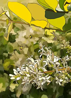 精灵森林_意境水母__插画师作品_涂鸦王国gracg.com