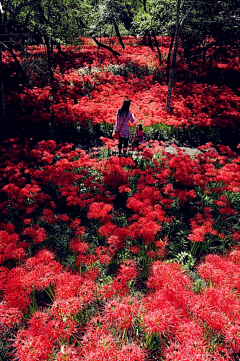 彼岸·三生来世采集到刹那芳华