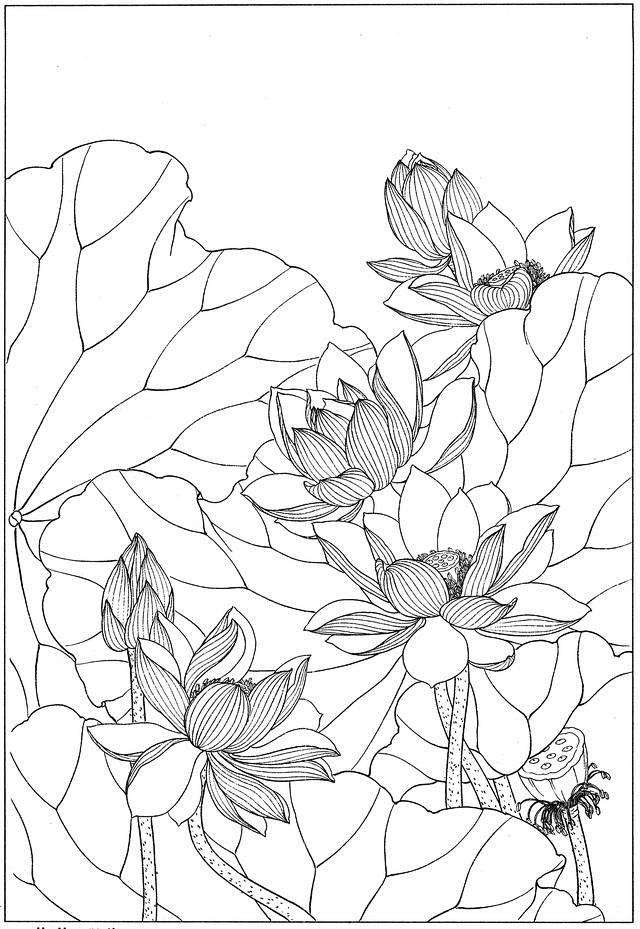 国画白描荷花素材