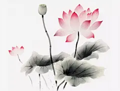 荷花盛开手绘插画水墨中国风荷花荷叶国潮荷花国画