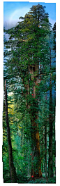 世界上最高的树
(National Geographic sent renowned photographer Michael Nichols to spend a year in California's redwood forest. His mission was to do capture the majesty of Earth's tallest trees.: 
