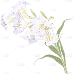 我爱意呆利面采集到花