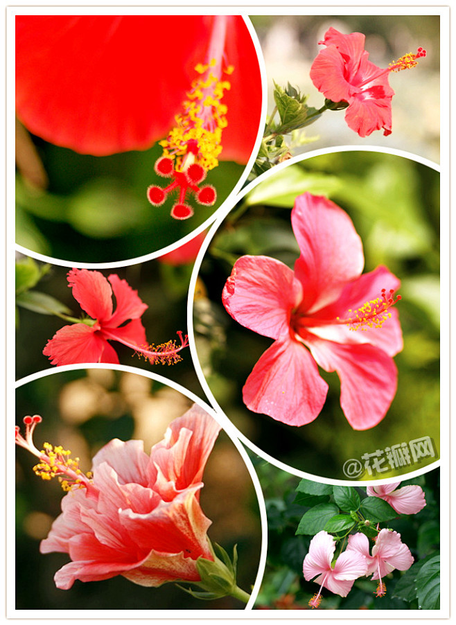 花瓣花语录#扶桑花,锦葵科别名朱槿.全.