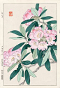 Rhododendron by Yuichi Osuga from Shodo Kawarazaki Spring Flower Japanese Woodblock Prints