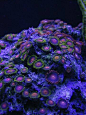 Zoanthus Corals