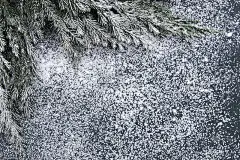 平坦的冬日背景:雪中的云杉树枝