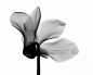 Nature Photograph - Cyclamen Flower X-ray by Bert Myers