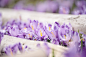 Spring crocus flowers by Roksana Bashyrova on 500px