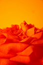 Orange Rose Petals - orange