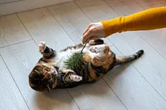 点击来源直接获取大图文件 |Pet owner playing with adorable plump short-haired playful cat lying on floor, trying to catch twig. Activity, vitality, action, energy in domestic animals life. Obesity, overweight prevention