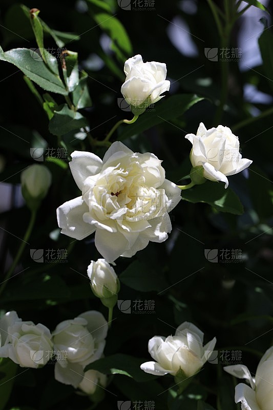 白色花式而优雅的“木库巴拉Rosa ba...