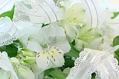 Alstroemeria