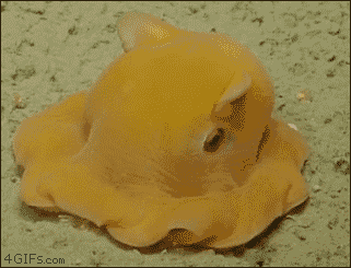 第一次见害羞的章鱼?好可爱啊！