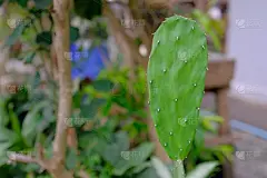 仙人掌,米老鼠,热,清新,自然界的状态,一个物体,背景分离,花盆,食品,泰国