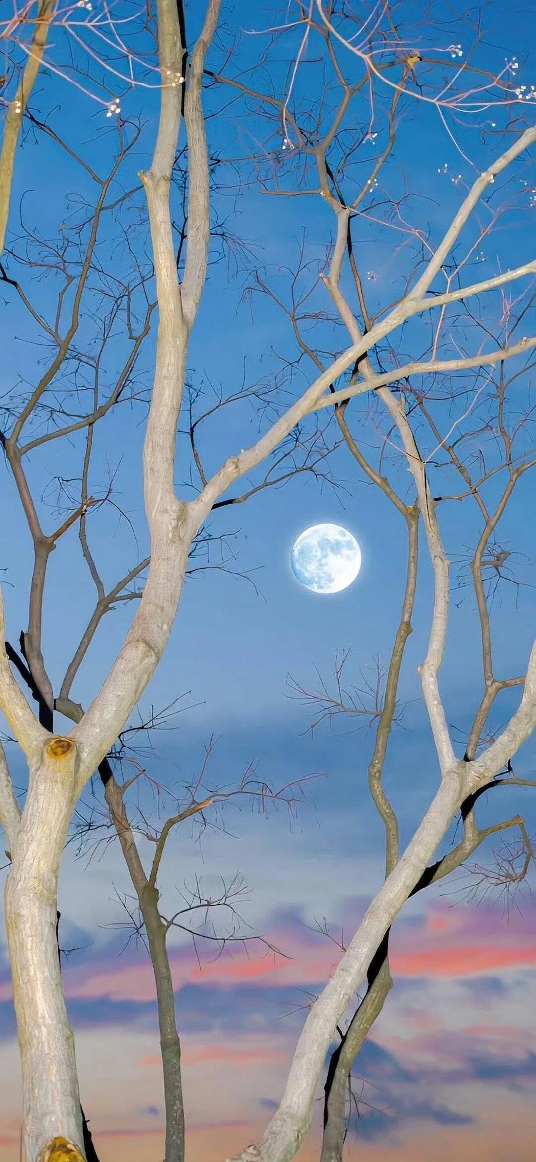 又发现一张还不错的手机壁纸