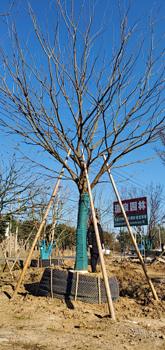 严老师（植栽设计）采集到植物品种