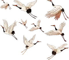 中国风国潮手绘插画各种鹤形态