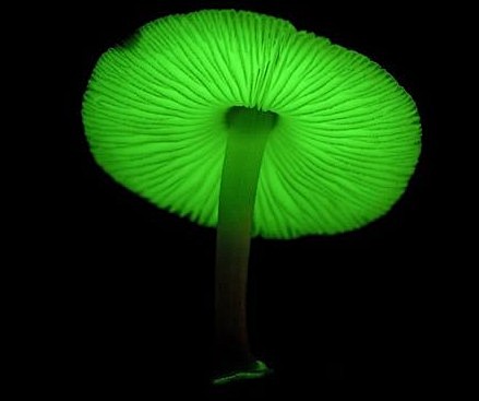 绿色荧光蘑菇