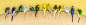 Line of parakeets perching on ledge