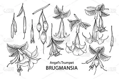 花卉装饰素描集。天使的喇叭花(Brugmansia)画。黑色线条艺术孤立在白色背景上。手绘植物图。元