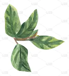 柠檬叶水彩画剪贴画手绘