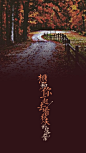 温存的，枫的颜色，它用温暖的轻吻，感动着每一根树枝。#心情壁纸#