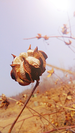 Tippy_采集到棉花/纯棉