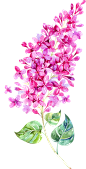 紫色唯美梦幻手绘水彩薰衣草植物花叶子背景图案PNG免抠装饰素材
