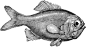 水生动物 Fish 鱼 动物素描