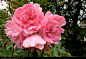 Rose with waterdrops - stock photo