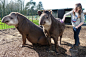 Let's Go Wild : Animals, Science, and Nature