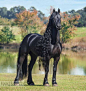 荷兰培育的马种Friesian horse，体型巨大，毛色黝黑，肌肉强悍，是勇武矫健的优良战马、赛马，却有一头散发温柔气质的飘逸秀发，还很适合来个烟花烫……真·马丽苏王子