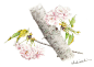 八重桜水彩画イラスト　淡いピンクの八重桜水彩画イラスト