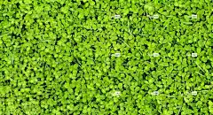 绿色 美丽的壁纸 4K壁纸 免费壁纸 春天 自由背景 全高清壁纸