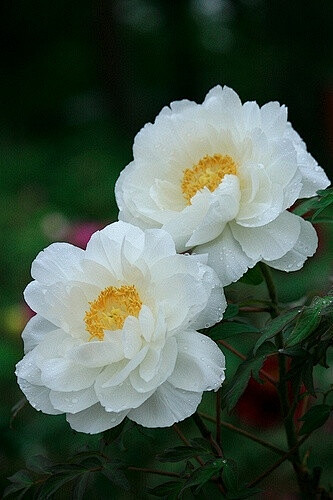 白牡丹